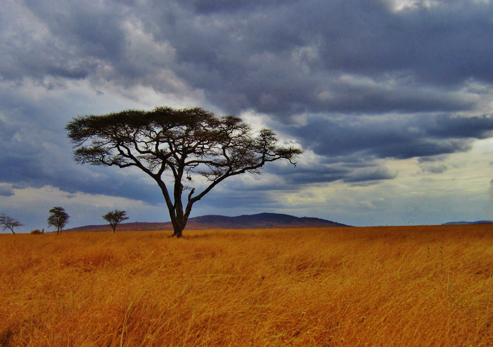 Acacia Tree in the Serengeti, Africa